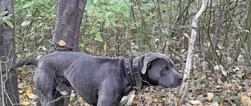 В Бресте хозяева привязали собаку к дереву и бросили умирать