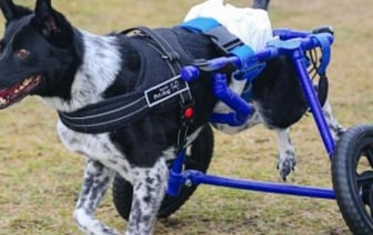 Девушка с инвалидностью спасает парализованных животных и делает им коляски