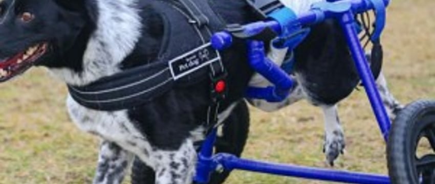 Девушка с инвалидностью спасает парализованных животных и делает им коляски