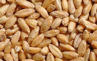 Рост мировых цен на пшеницу из-за погодных условий