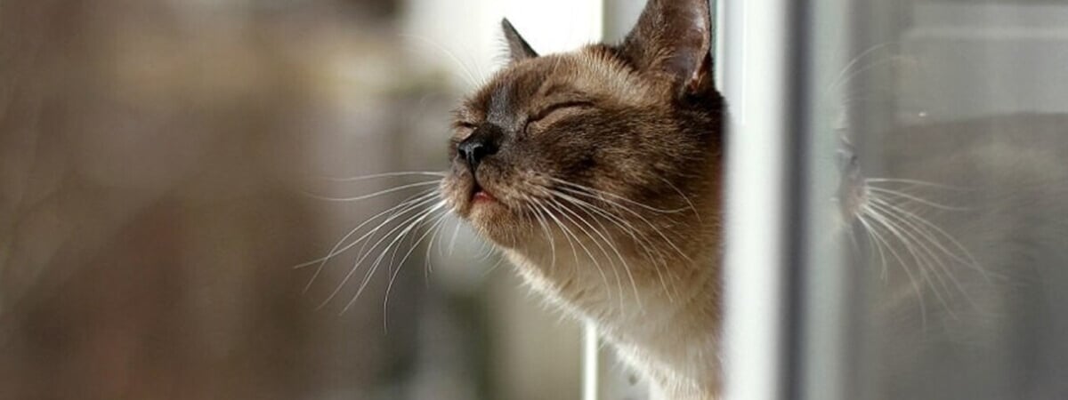 «Не исключены даже суточные рекорды» — Белорусам пообещали тёплую субботу