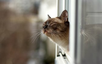 «Не исключены даже суточные рекорды» — Белорусам пообещали тёплую субботу