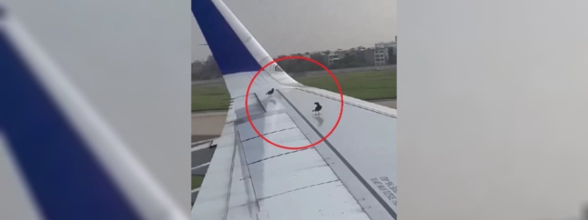 «Теперь даже им нужны самолеты» — Видео с «ленивыми» птицами собрало почти 20 млн просмотров в Х — Видео