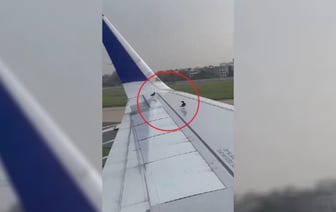 «Теперь даже им нужны самолеты» — Видео с «ленивыми» птицами собрало почти 20 млн просмотров в Х — Видео