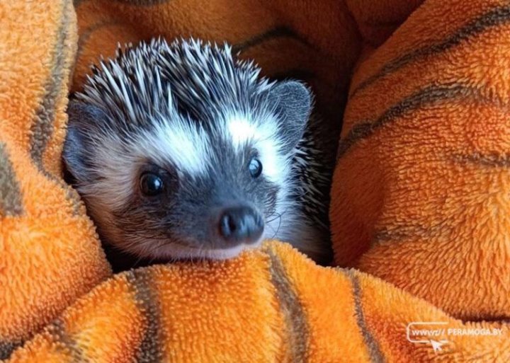 Ежик Пыхтоша появился в семье белорусов