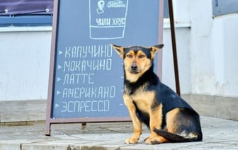 Узнали, можно ли заходить в магазин с домашним питомцем