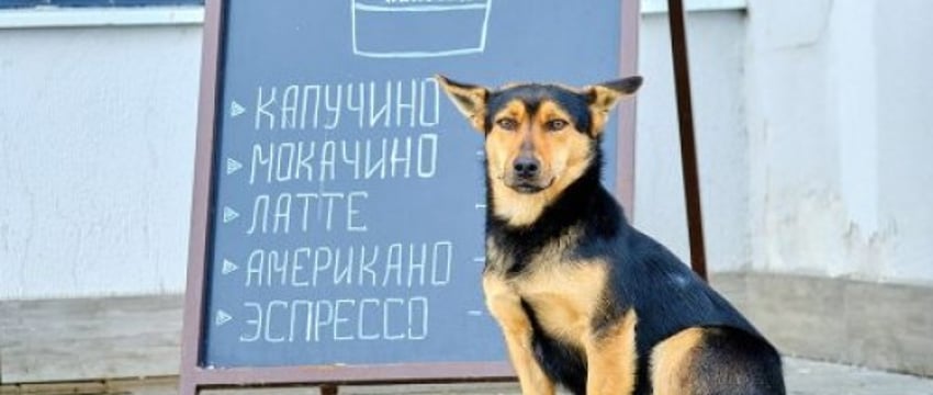 Узнали, можно ли заходить в магазин с домашним питомцем