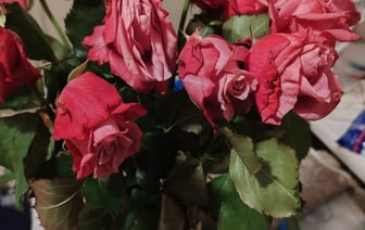 Белорус утром купил розы, а к вечеру они завяли. Могут ли заменить цветы?