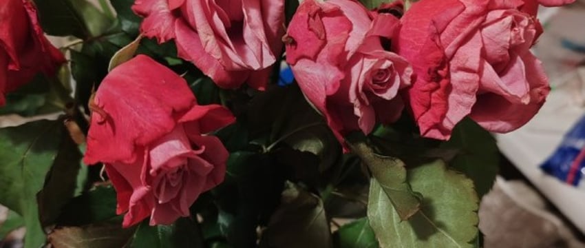 Белорус утром купил розы, а к вечеру они завяли. Могут ли заменить цветы?