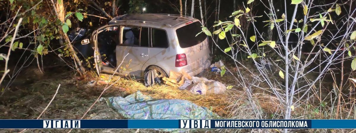 Под Могилевом авто столкнулось с лосем — водитель погиб — Фото