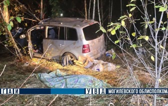 Под Могилевом авто столкнулось с лосем — водитель погиб — Фото