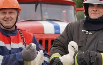 В Брестском районе энергетики помогли аистятам вернуться домой