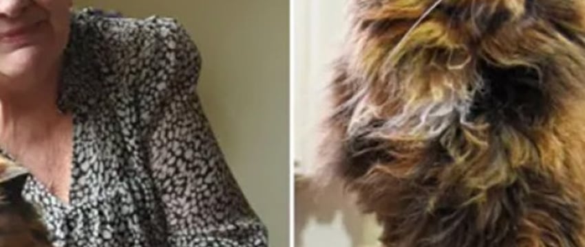 Самая старая кошка в мире умерла в возрасте 33 лет