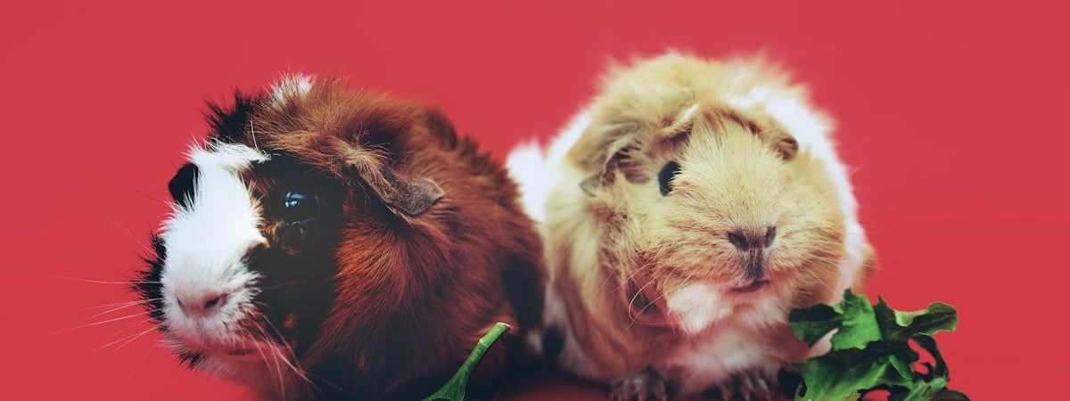 Делегацию Экваториальной Гвинеи пустили на "Нафтан"