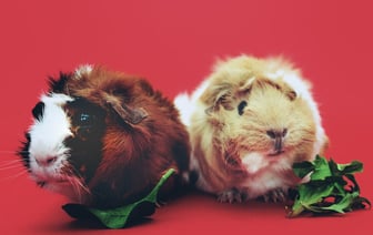 Делегацию Экваториальной Гвинеи пустили на "Нафтан"