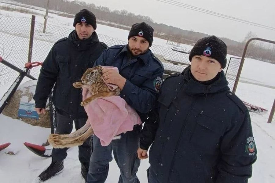 В Беларуси спасли провалившегося под лед зайца