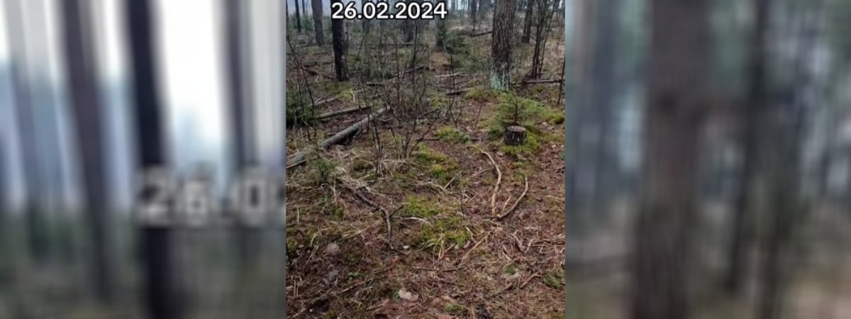 Белорусы отправились в лес, но не за грибами и соком. Что собирают?