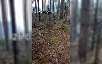 Белорусы отправились в лес, но не за грибами и соком. Что собирают?