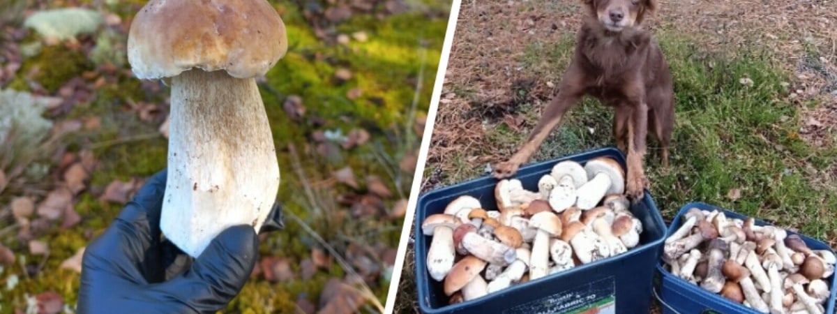 «Прогноз оправдался» — Белорусы похвастались урожаем грибов, которые собрали после выходных. Где «белые начали удивлять»? — Фото