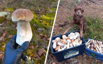 «Прогноз оправдался» — Белорусы похвастались урожаем грибов, которые собрали после выходных. Где «белые начали удивлять»? — Фото