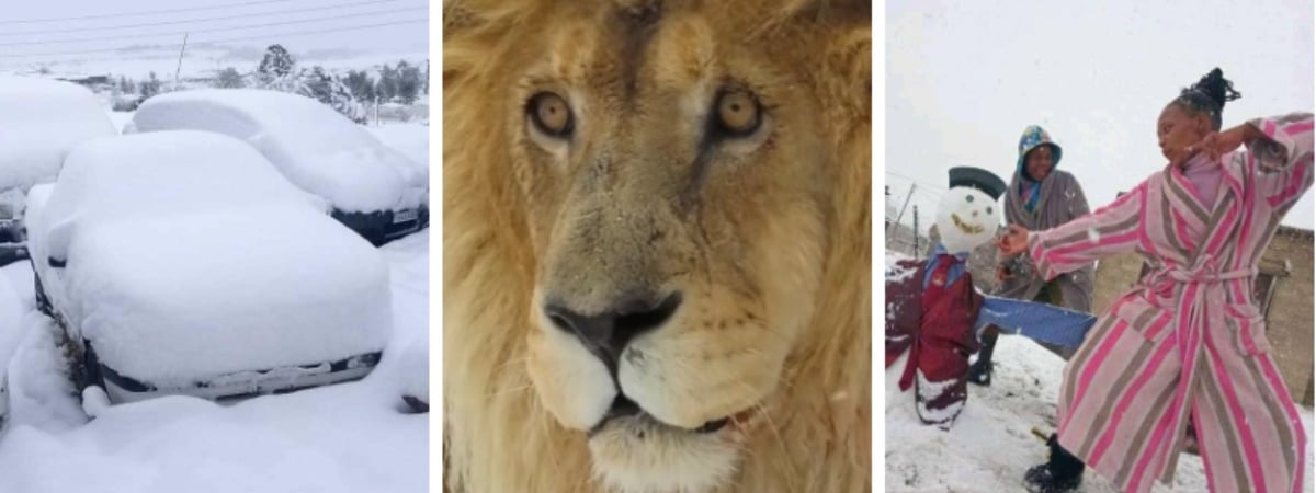 Дорожные пробки, африканские снеговики и шокированные львы. Как жители Южной Африки восприняли снегопад? — Видео