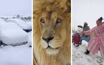 Дорожные пробки, африканские снеговики и шокированные львы. Как жители Южной Африки восприняли снегопад? — Видео