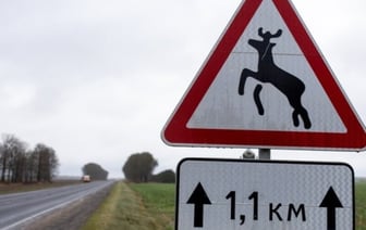 Алгоритм действий при ДТП с дикими животными