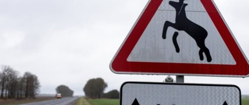 Алгоритм действий при ДТП с дикими животными