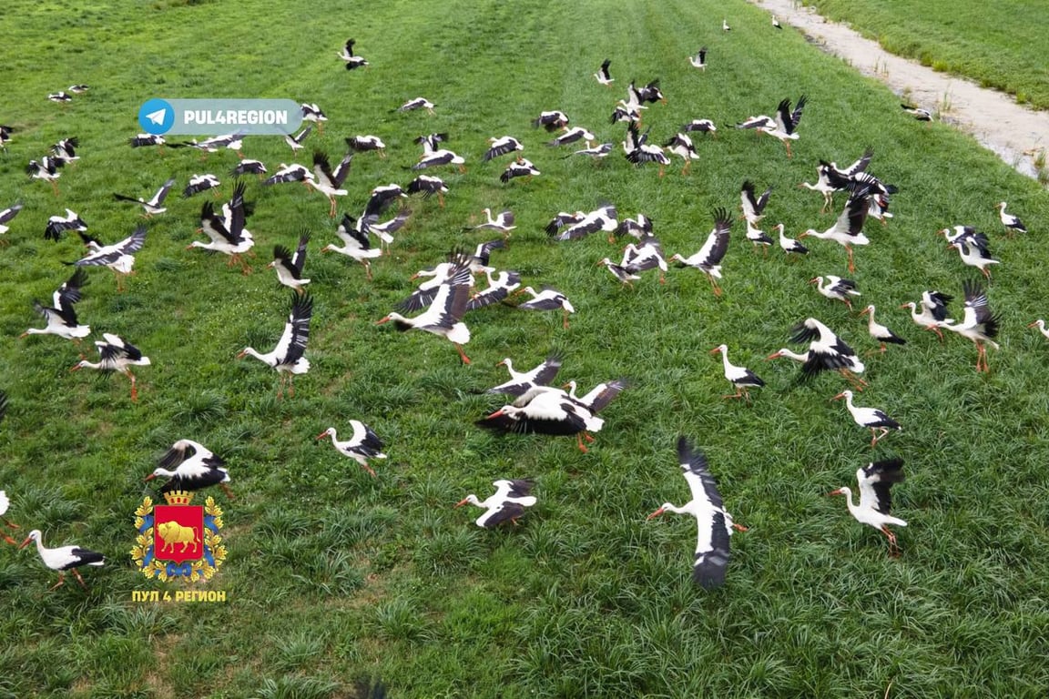 Такого вы еще не видели! Полтысячи аистов слетелись на одном поле под Гродно