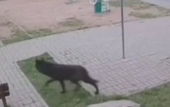 Волка, бродящего по Витебску все еще не поймали. Идут вторые сутки поисков
