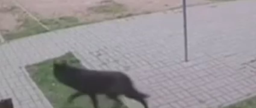 Волка, бродящего по Витебску все еще не поймали. Идут вторые сутки поисков