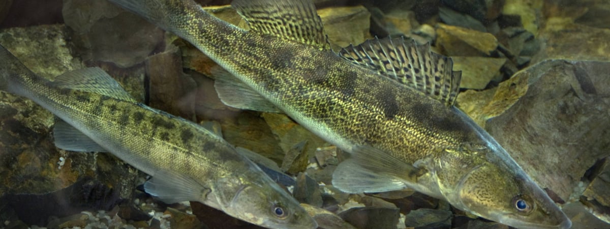 В Беларуси запретили вылов судака — что грозит за нарушение правил рыбалки