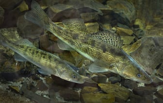 В Беларуси запретили вылов судака — что грозит за нарушение правил рыбалки