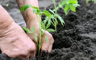 Как высадить переросшие помидоры: полезные советы для получения богатого урожая