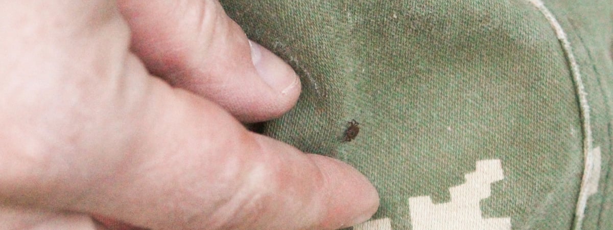 Узнали, где в Гродно  можно отдать клещей на исследование и сколько это стоит