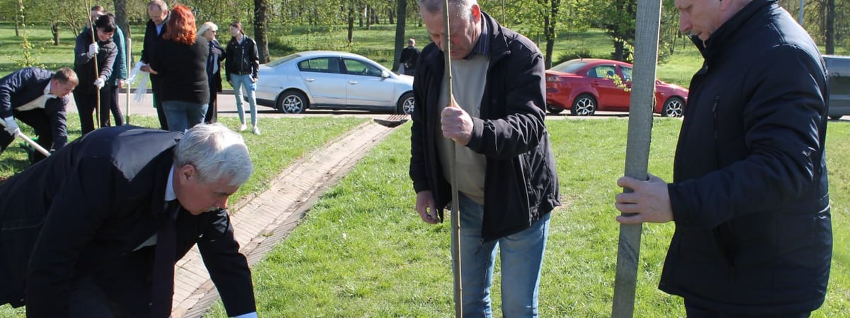 Высадили 45 кленов — в Гродно появилась новая аллея