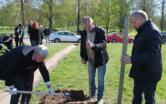 Высадили 45 кленов — в Гродно появилась новая аллея