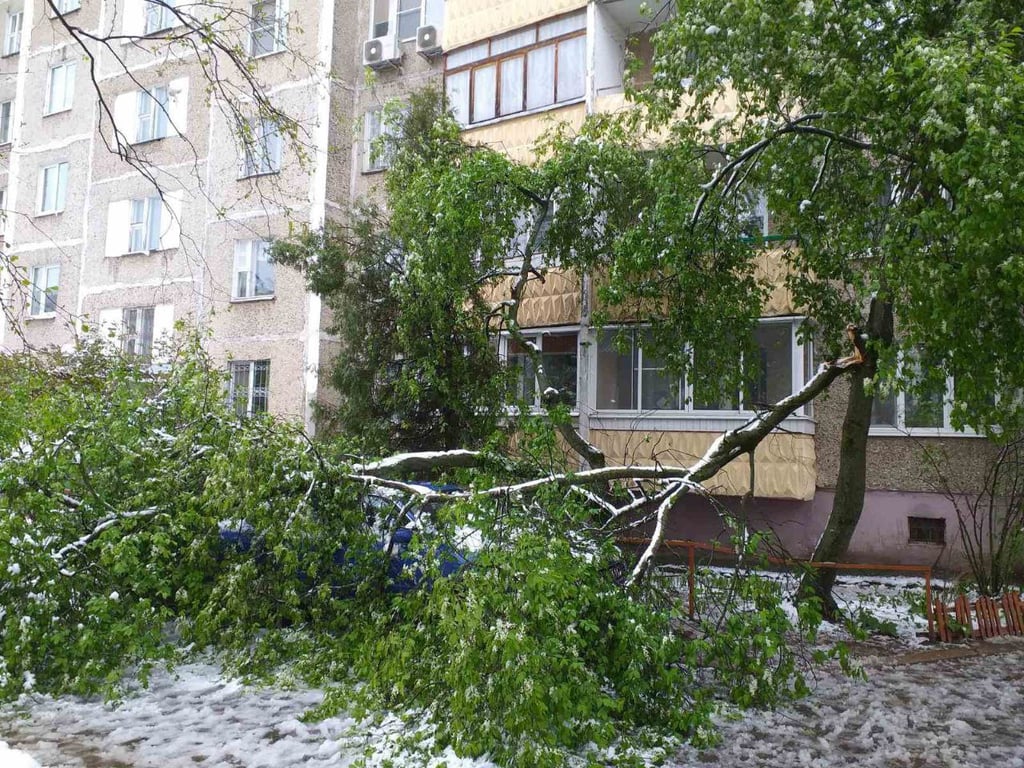 Упавшее на автомобиль дерево