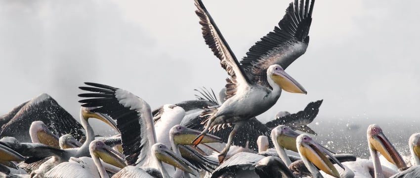 Если сдаете жилье иностранцам, надо сообщить в РОВД. За неинформирование – штраф до 20 базовых