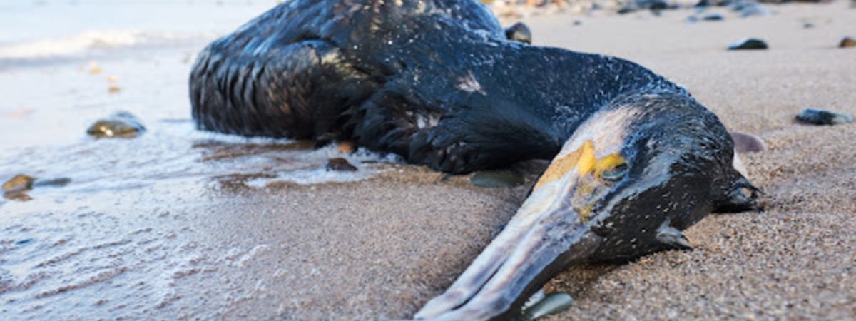Экологическая катастрофа в Черном море: после крушения двух российских танкеров шторм принёс на берег Анапы огромное количество мазута