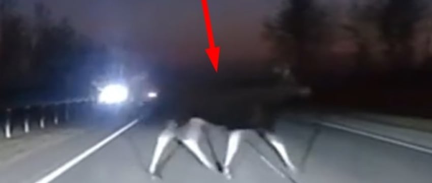 «Хорошо, что мы вовремя затормозили». Белорусы засняли видео, как лось перебегал дорогу