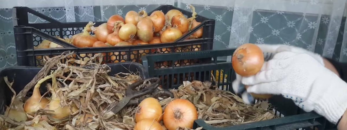Лук пролежит свежим всю зиму, если сделаете так. Какая температура для него идеальная? — Полезно