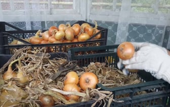 Лук пролежит свежим всю зиму, если сделаете так. Какая температура для него идеальная? — Полезно