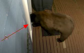 Медведь попытался пробраться в дом через собачью дверь — Видео