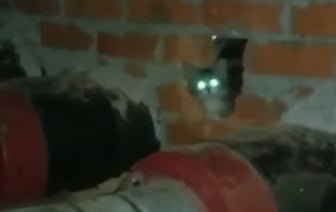 В Бресте спасли из смертельной ловушки маленьких котят