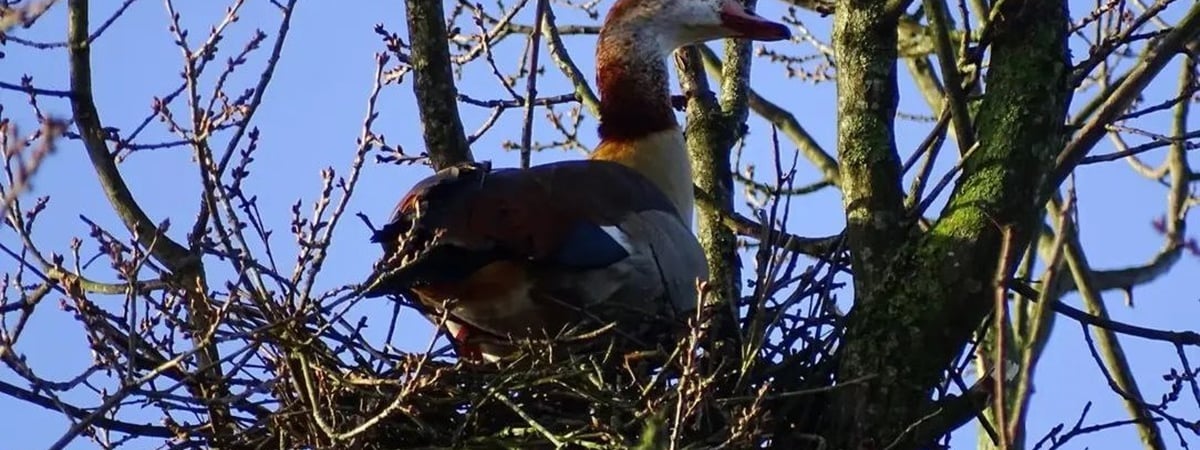 В Беларуси охотники заметили нильских гусей — Фото