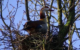 В Беларуси охотники заметили нильских гусей — Фото