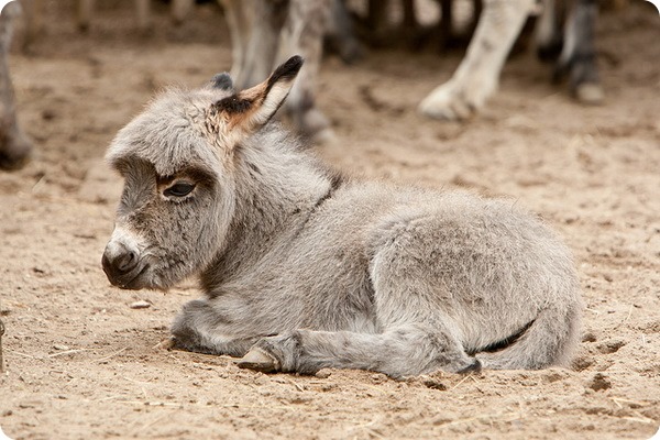 Сколько длится самая длинная беременность у животных