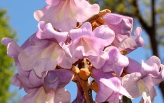 Какие редкие растения можно встретить в Бресте