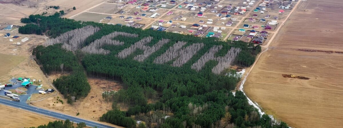 Минлесхоз Беларуси решил высадить надпись из деревьев, которую будет видно из космоса. Какую и где? — Фото